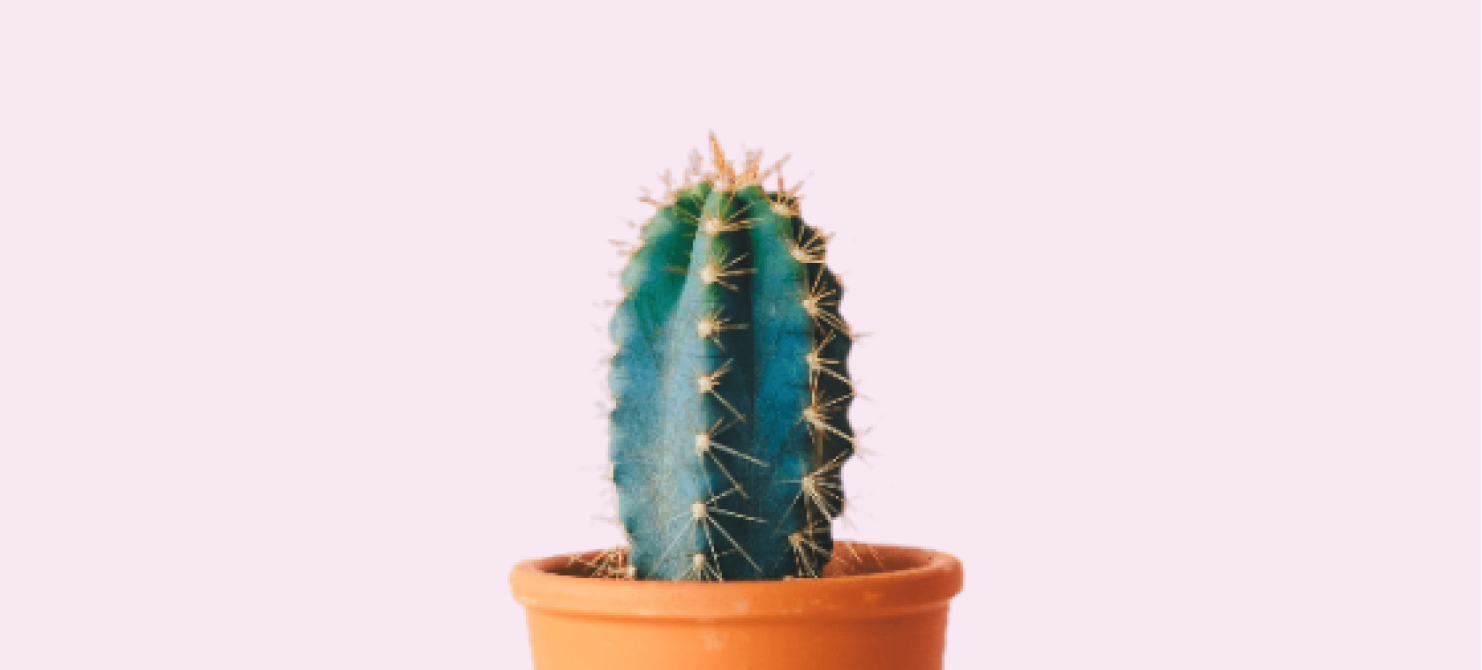 cactus_img
